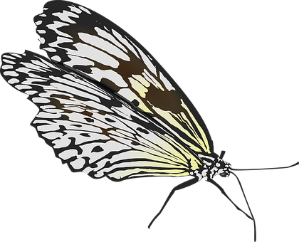 Monochrome Butterfly Illustration