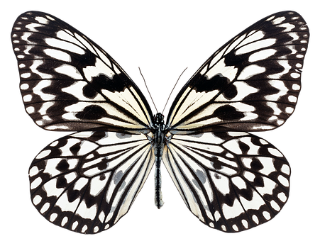 Monochrome Butterfly Spread Wings