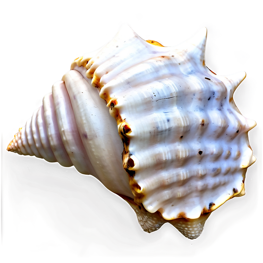 Monochrome Conch Shell Png 87