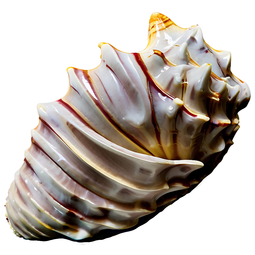 Monochrome Conch Shell Png Pwq