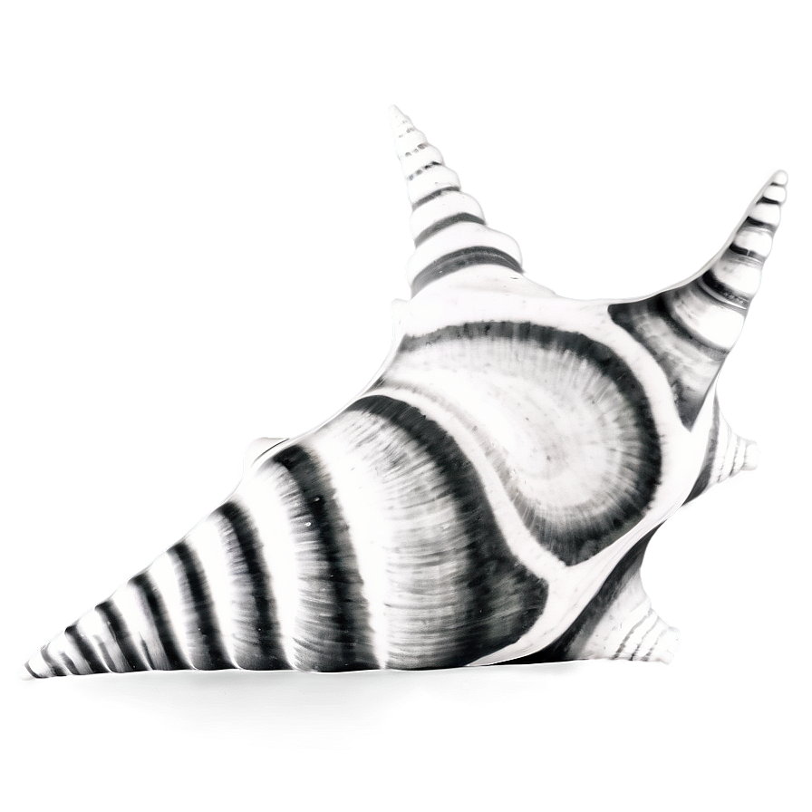 Monochrome Conch Shell Png Xnq62