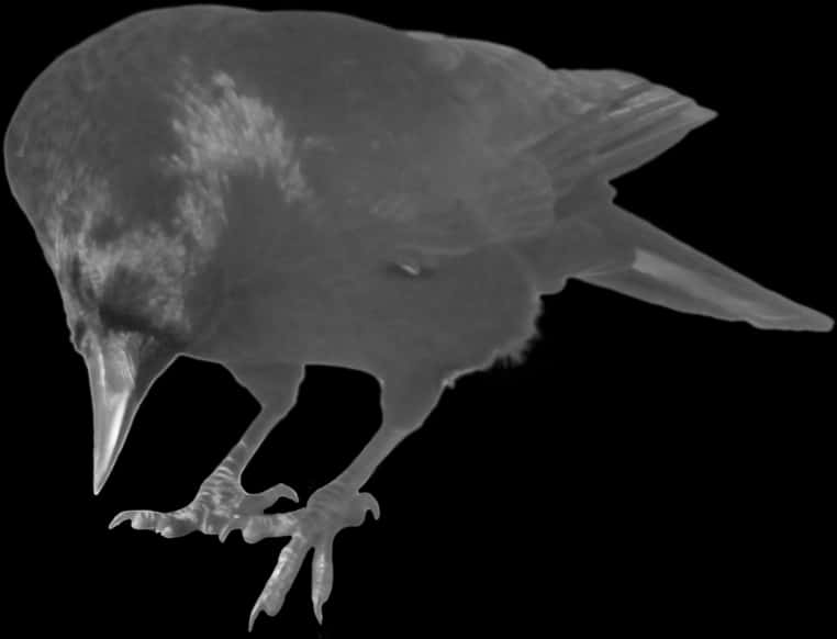 Monochrome Crow Xray Effect