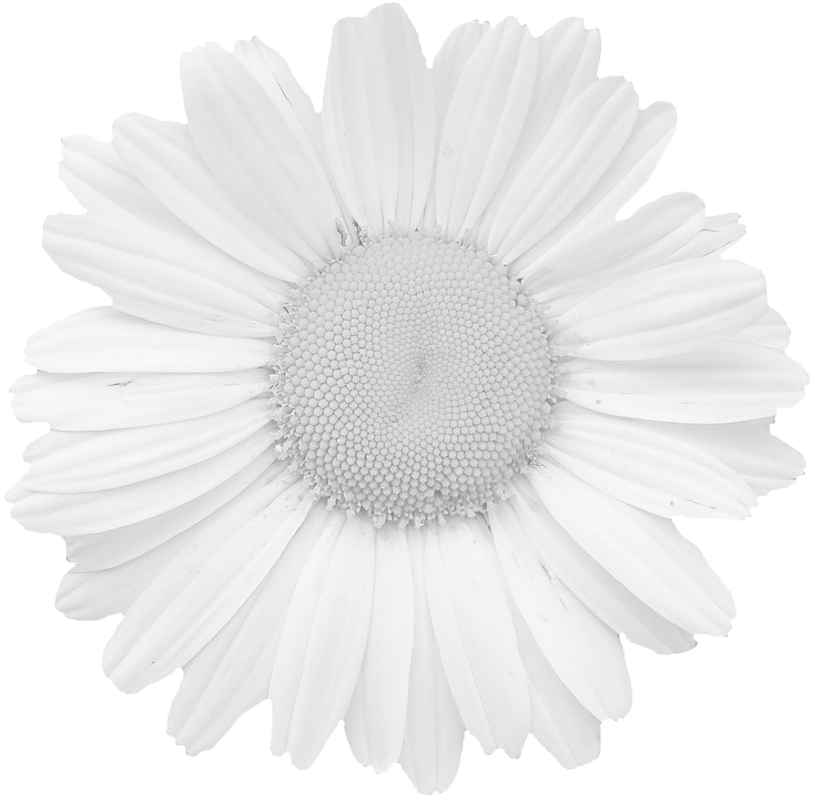 Monochrome Daisy Flower Closeup