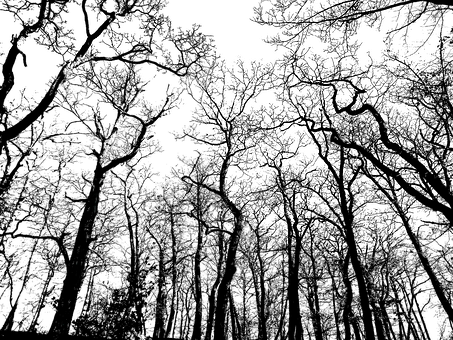 Monochrome_ Treetop_ Silhouettes