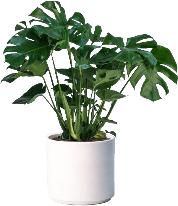 Monstera Deliciosa Indoor Plant Pot