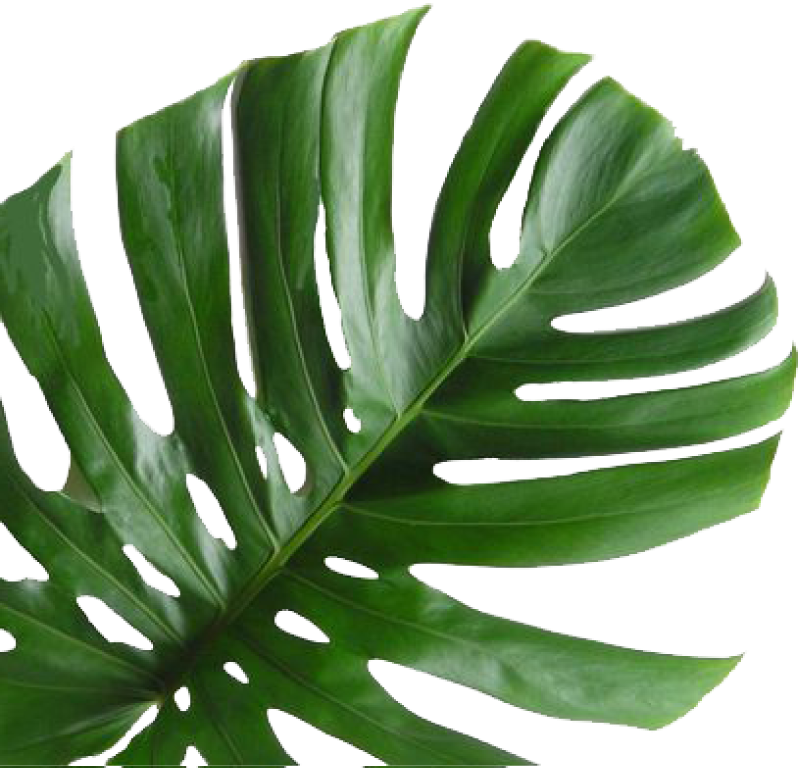 Monstera Deliciosa Leaf