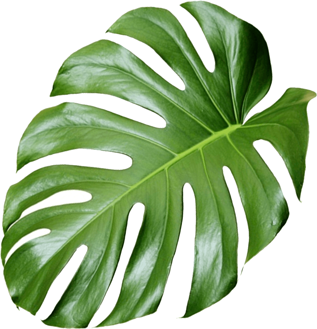 Monstera Deliciosa Leaf Isolated