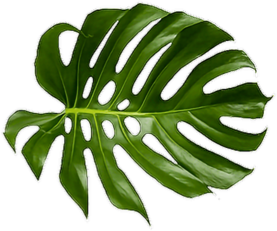 Monstera Deliciosa Leaf.png