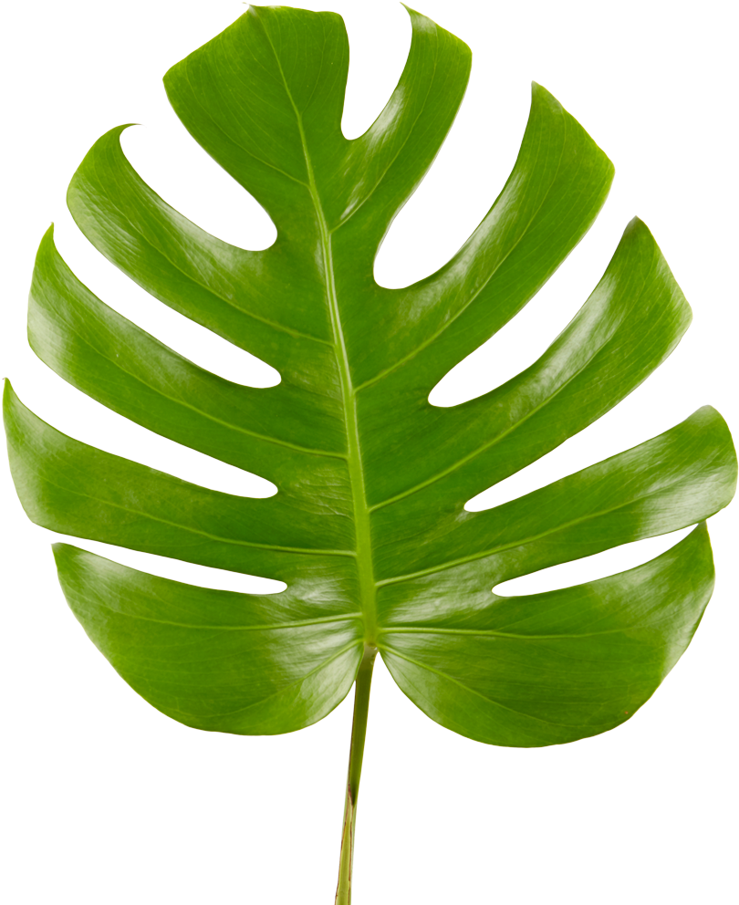 Monstera Deliciosa Leaf