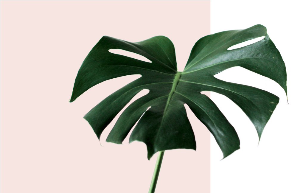 Monstera Deliciosa Leaf