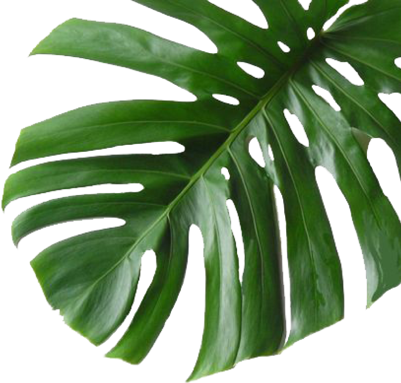 Monstera Deliciosa Leaf Transparent Background