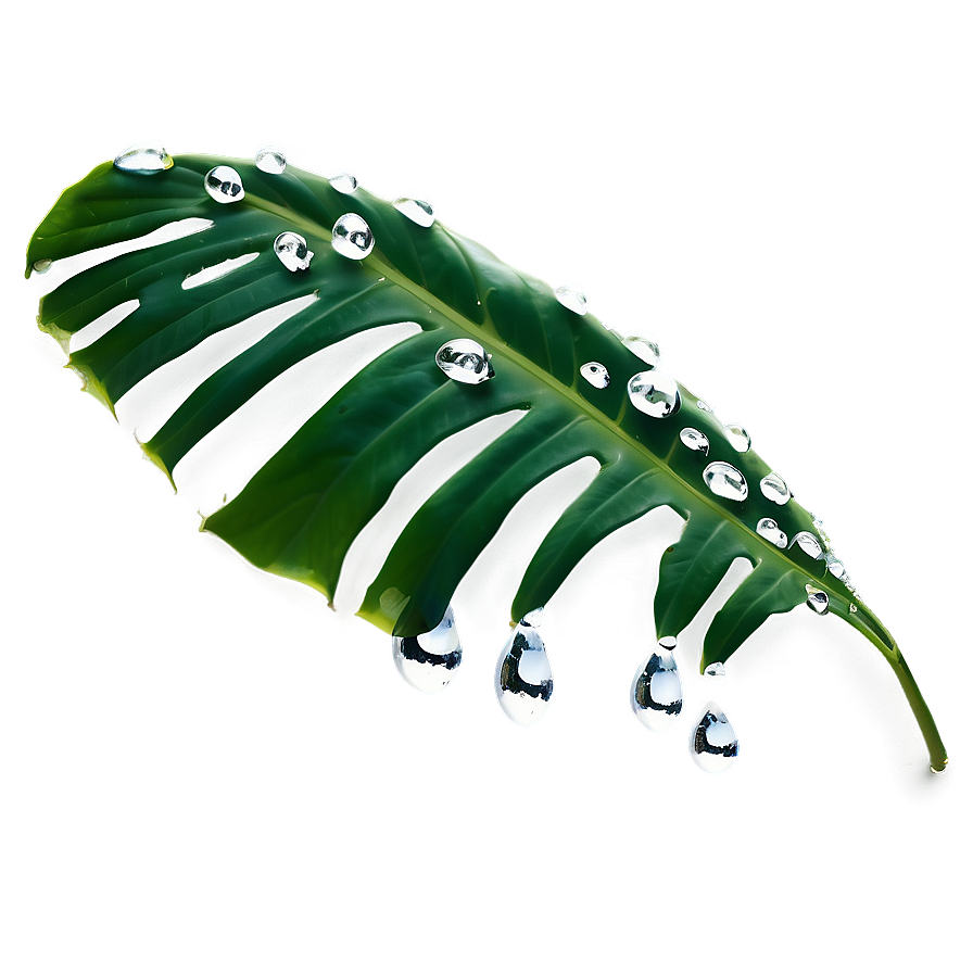 Monstera Leaf With Drops Png Ady
