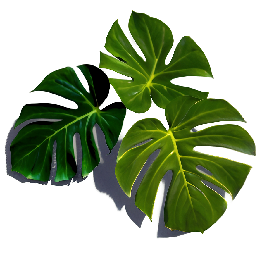 Monstera Leaf With Shadow Png Rli70