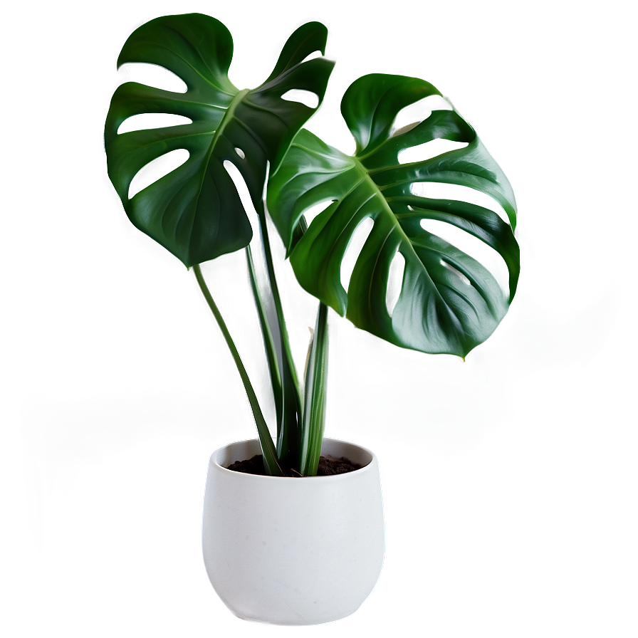 Monstera Plant In Living Room Png Vis