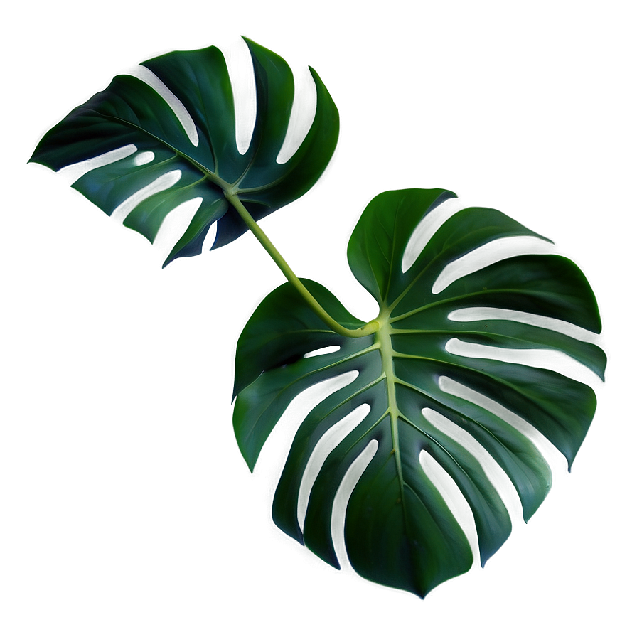 Monstera Plant Leaf Png 47