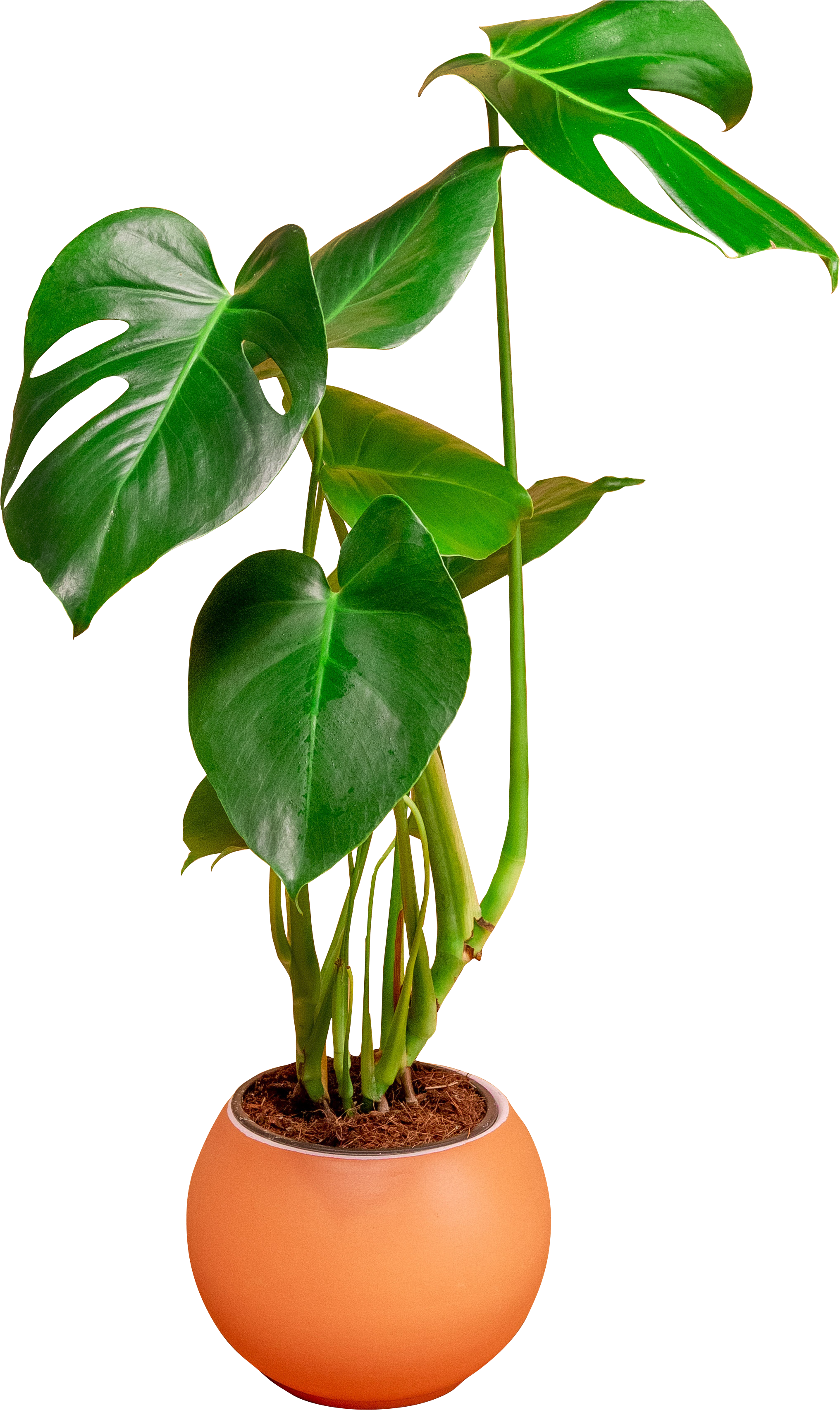 Monstera Plantin Orange Pot