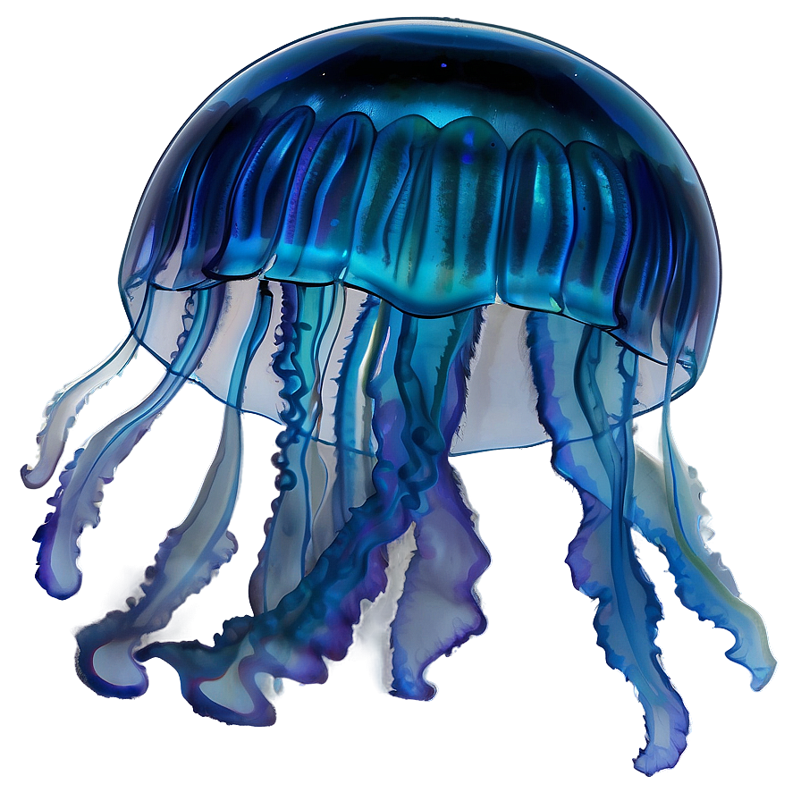 Moon Jelly Captivating Image Png 4