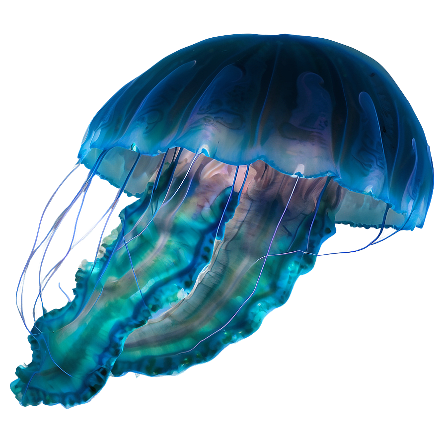 Moon Jelly Transparent Jellyfish Png Yxx