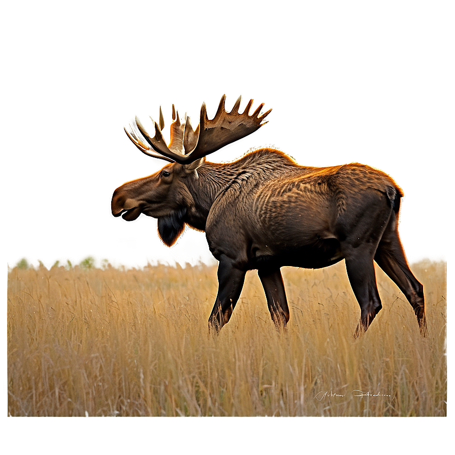 Moose Grazing Scenery Png 90