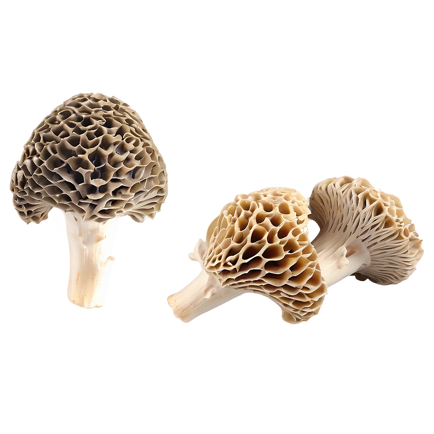 Morel Mushrooms Png Fth