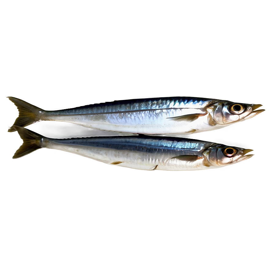 Moroccan Sardines Png 06252024