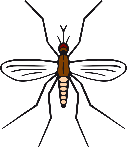 Mosquito Illustration Vector