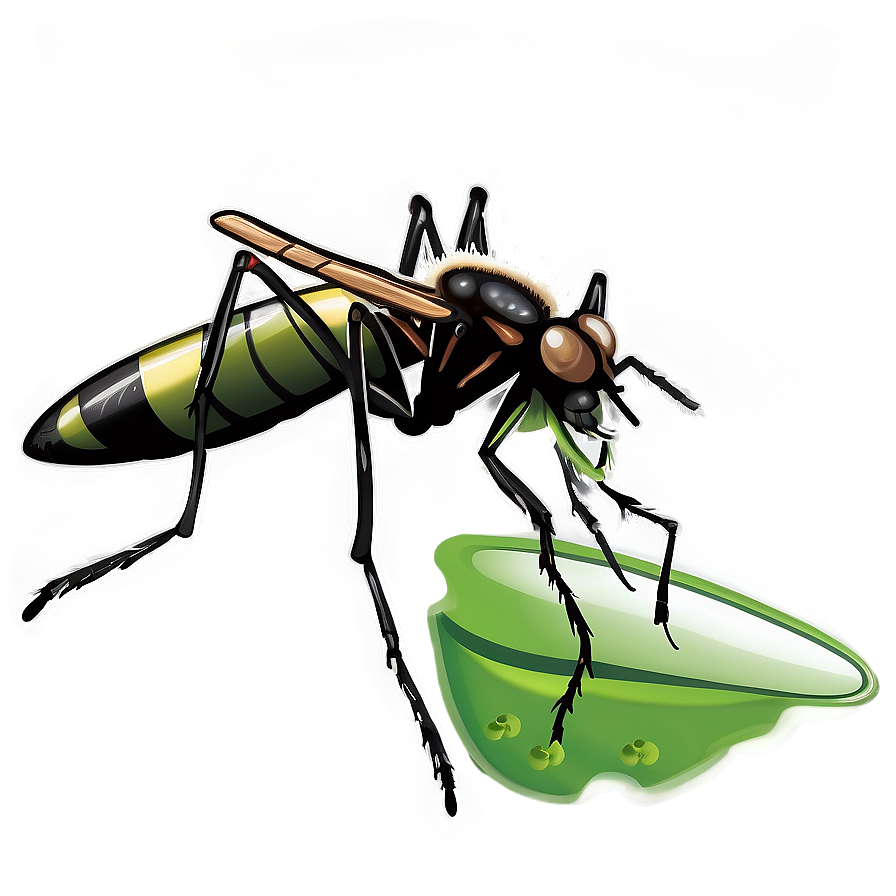 Mosquito Life Cycle Png Pej99