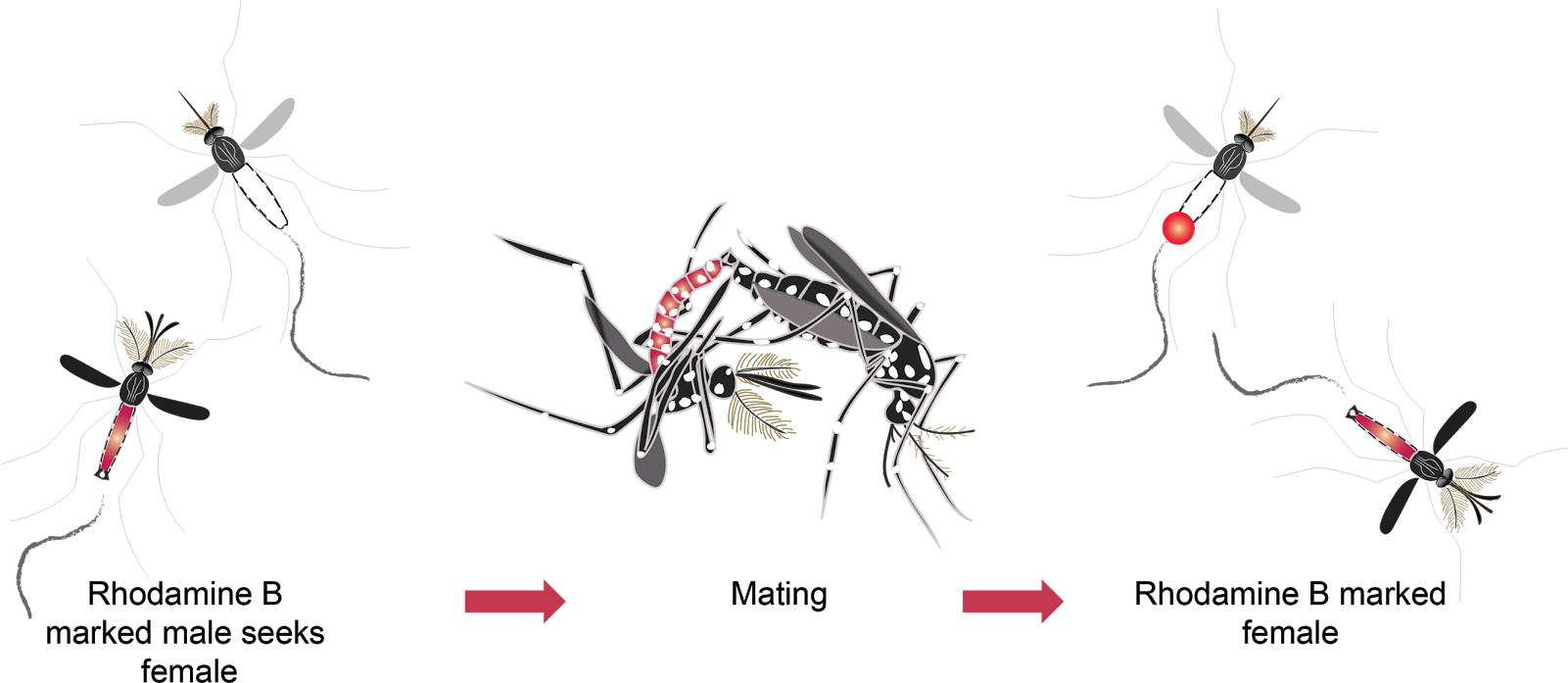 Mosquito Mating Behavior Illustration