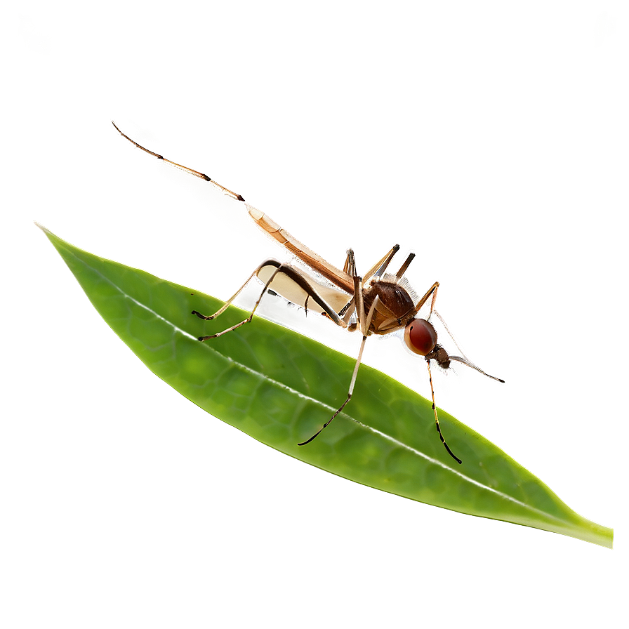 Mosquito On Leaf Png Gaq