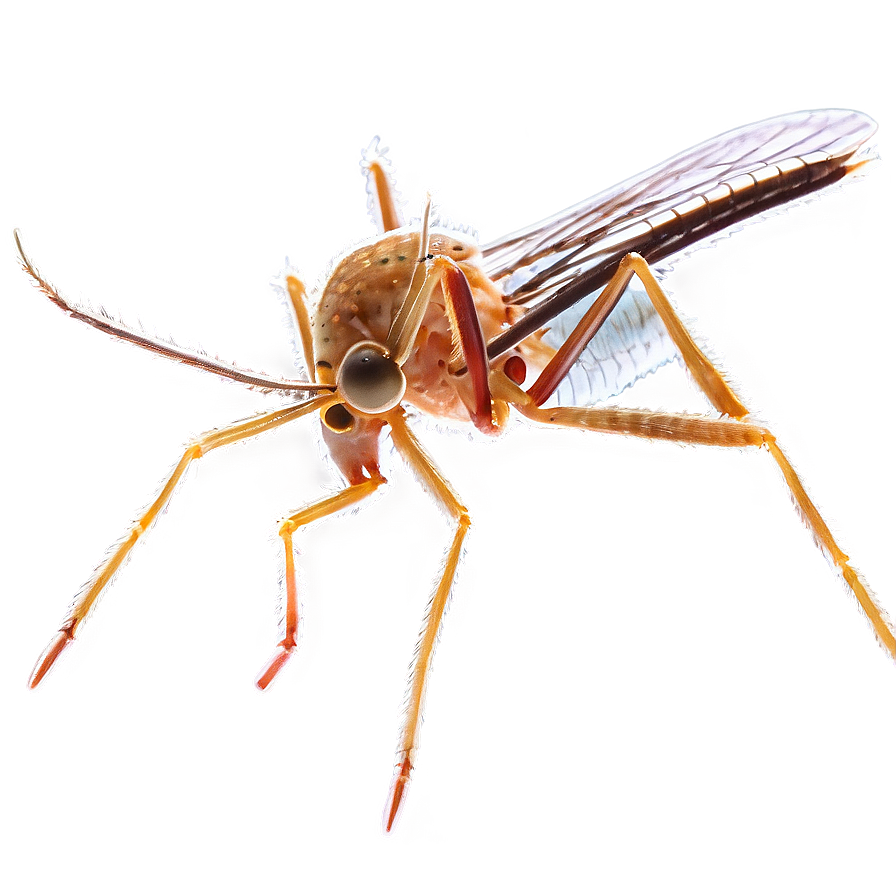 Mosquito Under Microscope Png 73