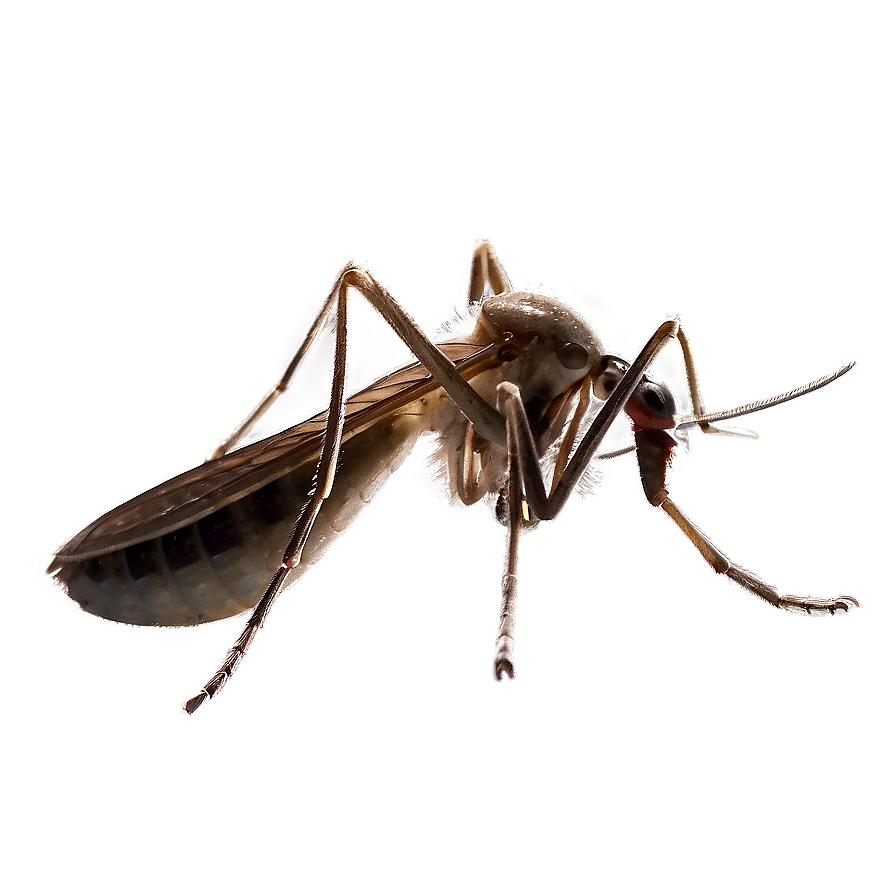 Mosquito With Transparent Background Png Ilb
