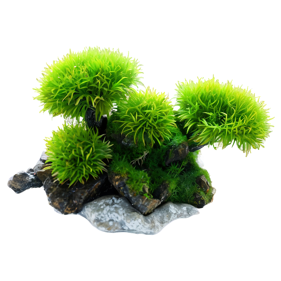 Moss Plant Png 05032024