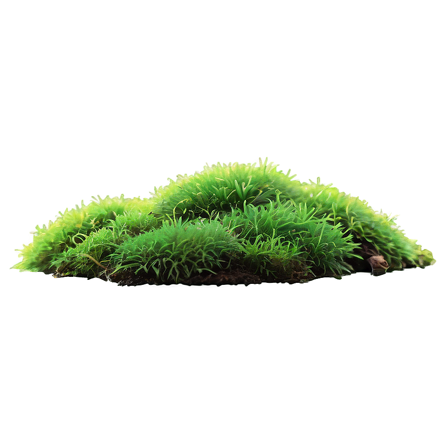 Moss Plants Png Ory78