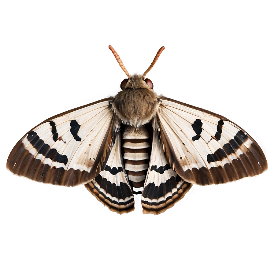 Moth Camouflage Png Okq29