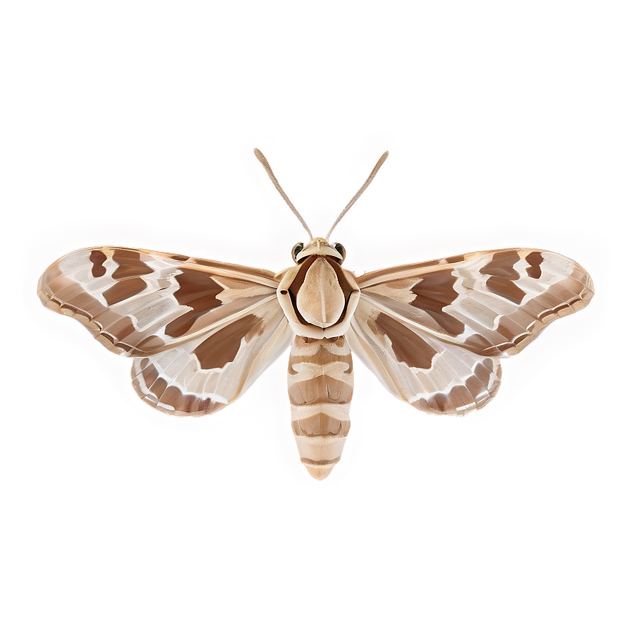 Moth Camouflage Png Vmf49