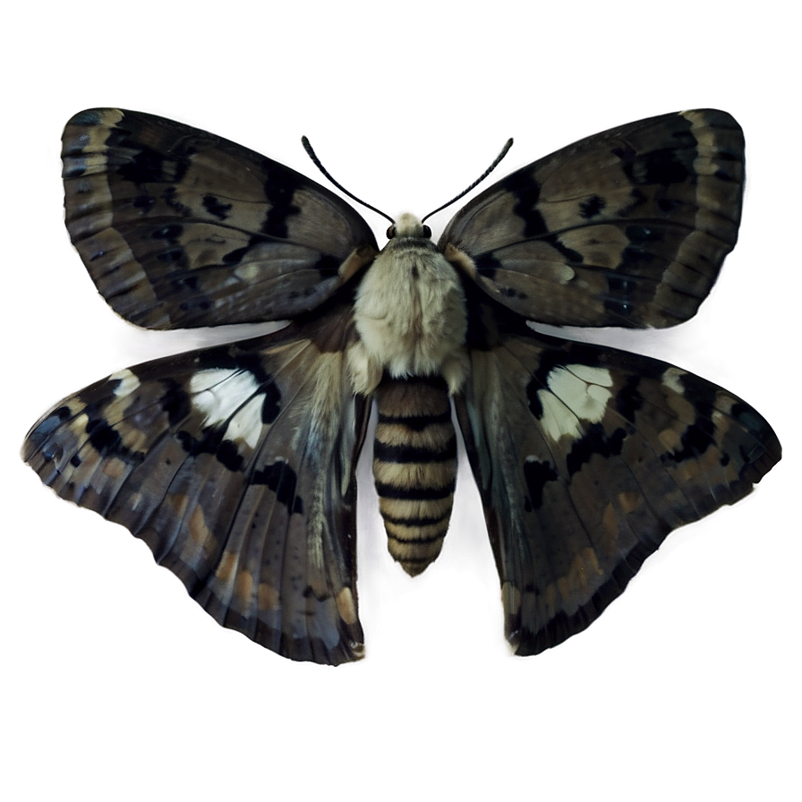 Moth Close-up Png 64