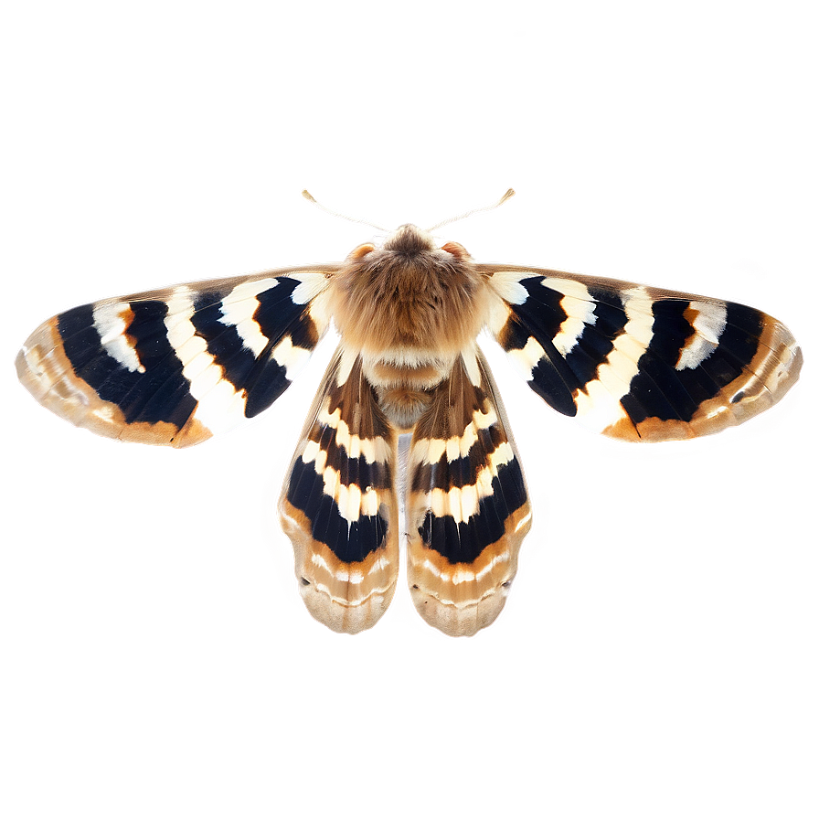 Moth Specimen Png 05242024