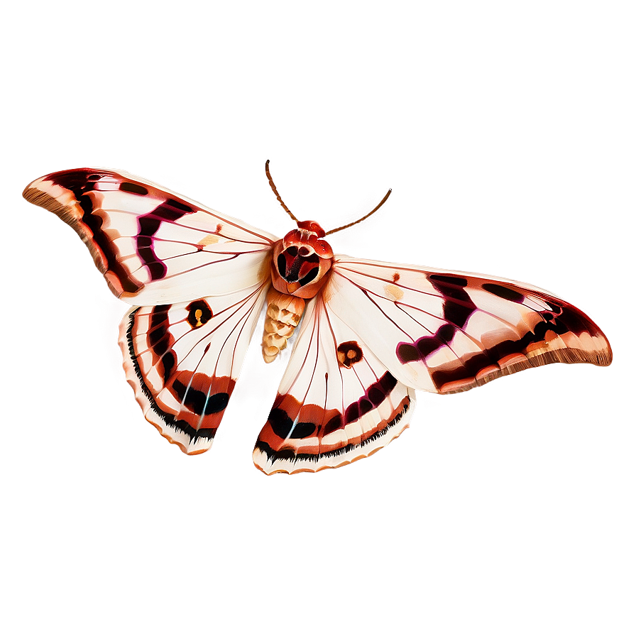 Moth Symbolism Png 3