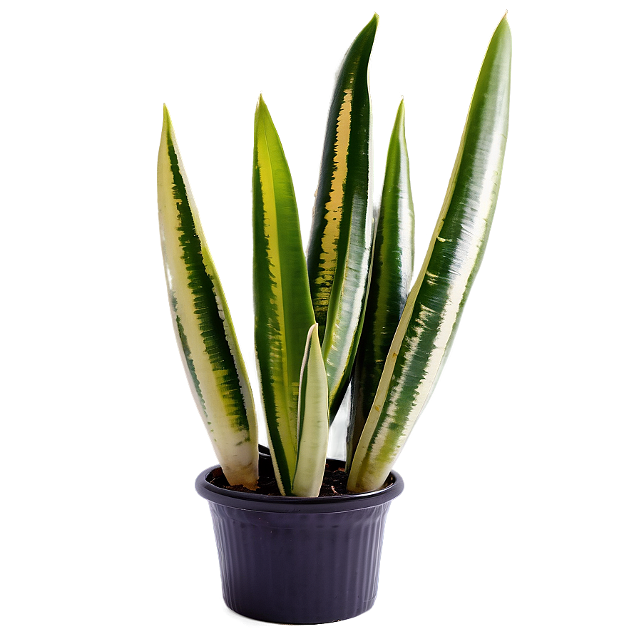 Mother-in-law's Tongue Plant Png Mdx