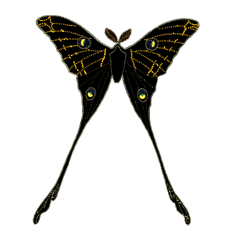 Mothwith Tails Illustration