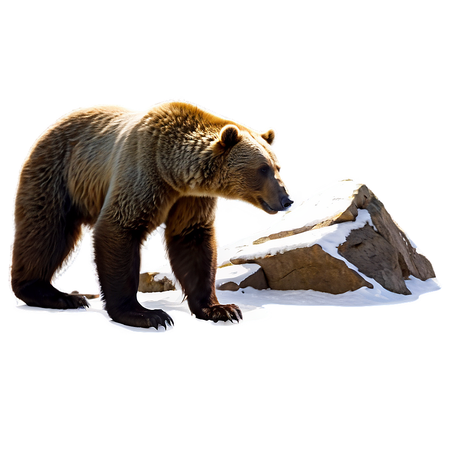 Mountain Bear Png 06112024