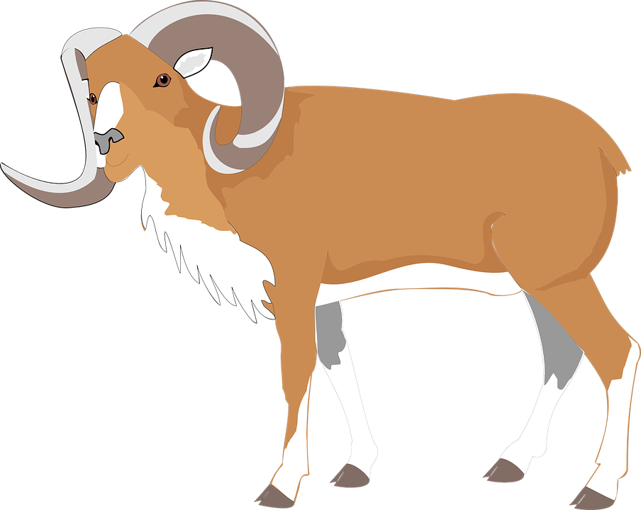 Mountain Goat Illustration