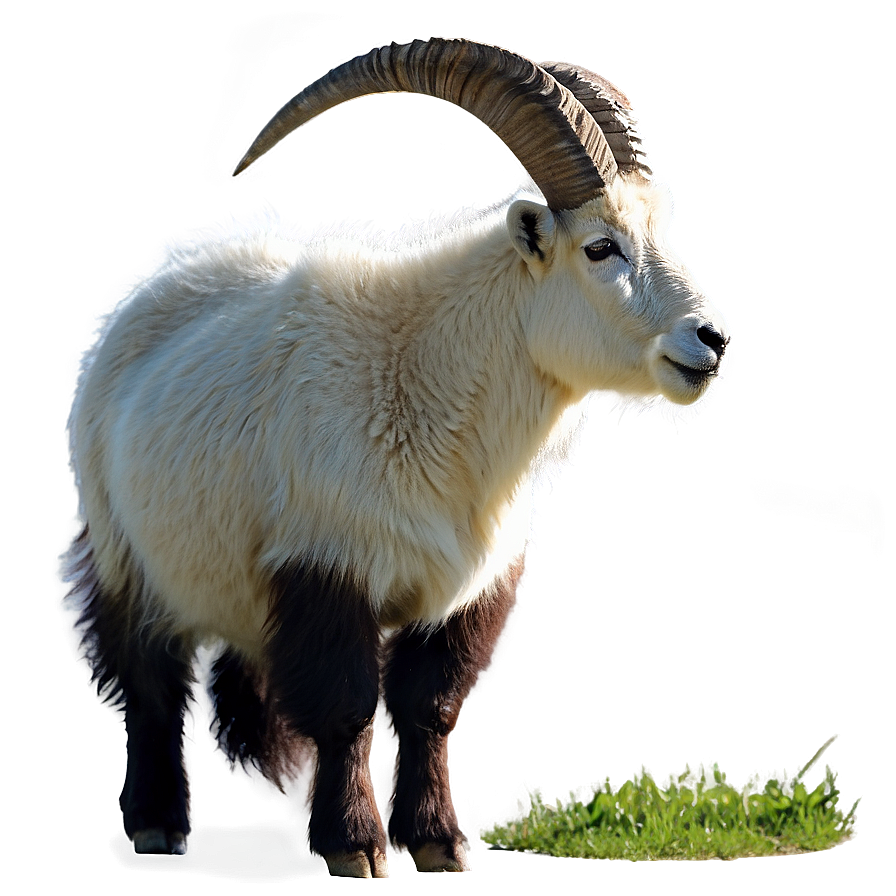 Mountain Goat Png 05232024