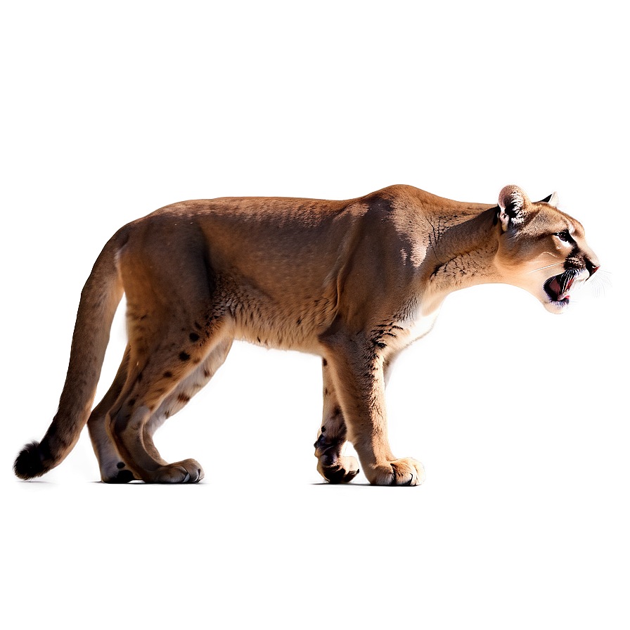 Mountain Lion Growl Png Nqs