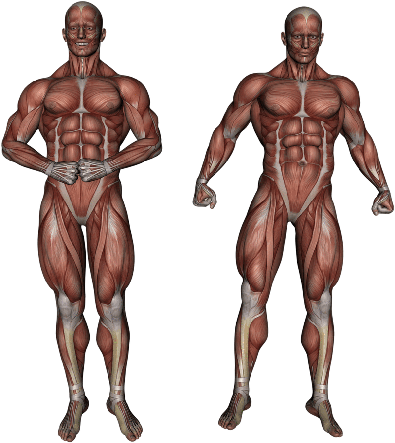 Muscular_ System_ Anatomy_ Illustration