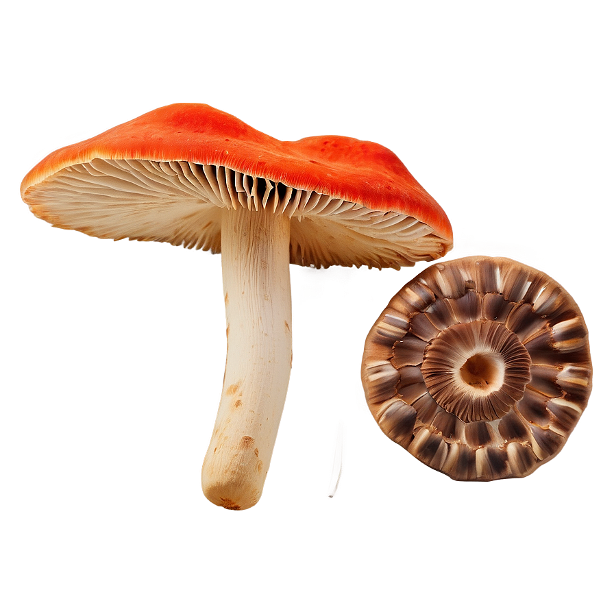 Mushroom Foraging Kit Png 05242024