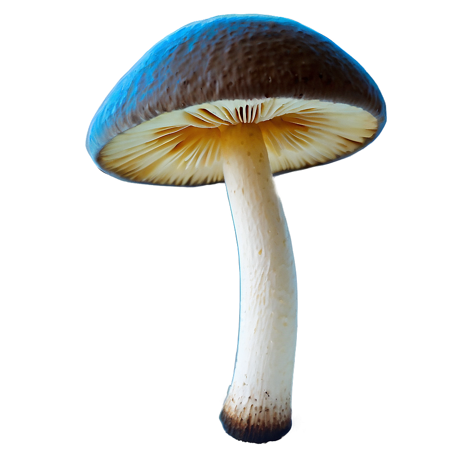 Mushroom Png Free 05032024