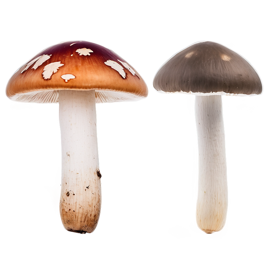 Mushroom Varieties Png 15