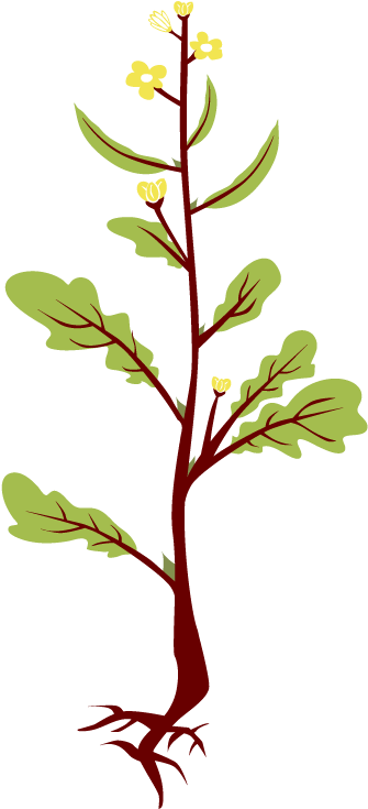 Mustard Plant Illustration.png