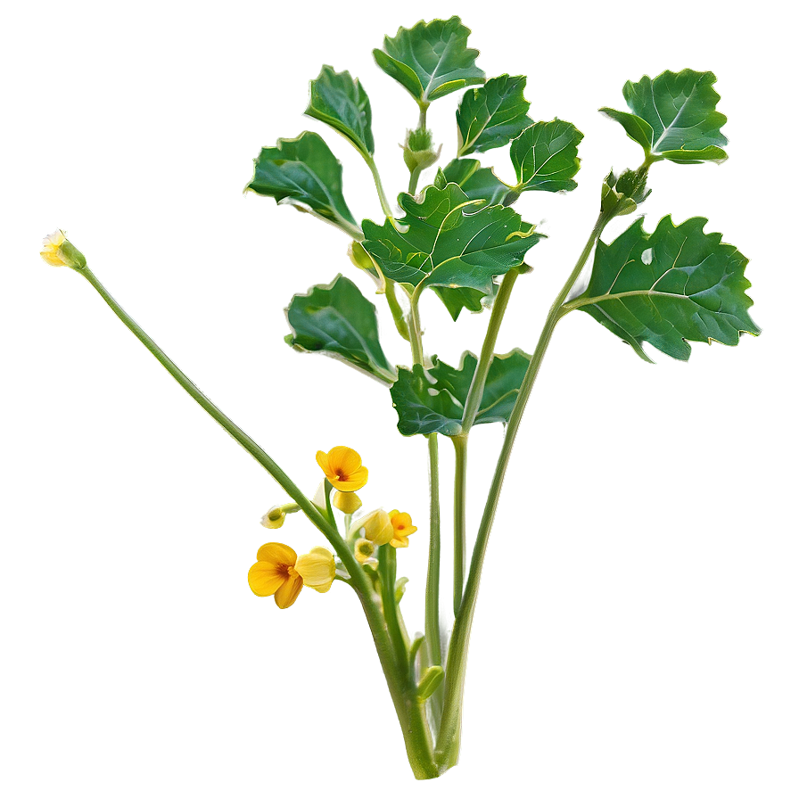 Mustard Plant Png 60